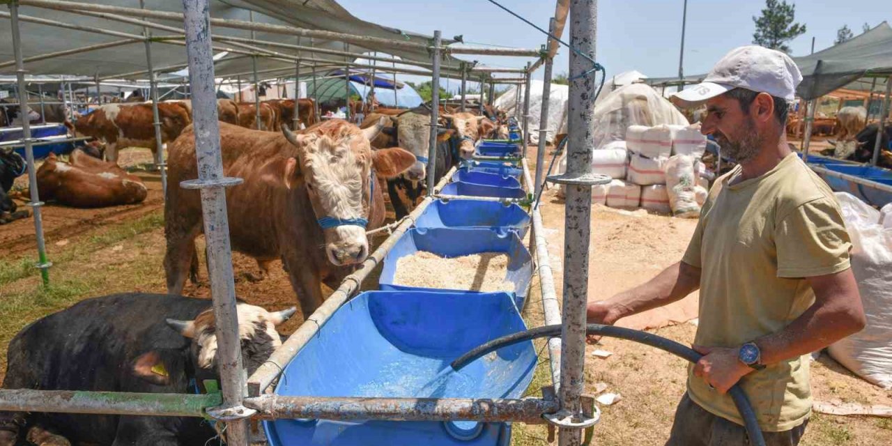 Kepez ‘de 3 satış, 9 kurban kesim noktası