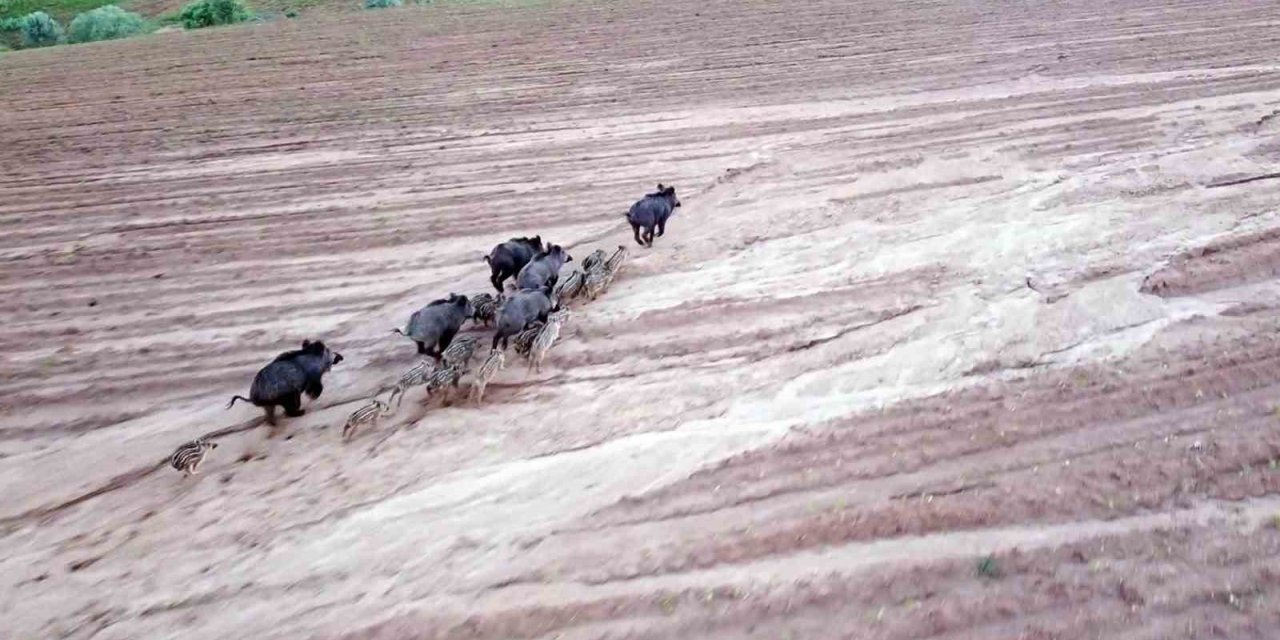 Yozgat’ta domuz sürüsü dron ile görüntülendi