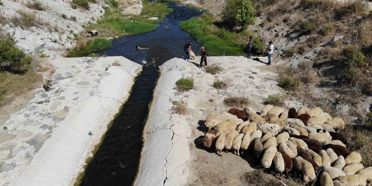 Enkaz kent Hatay’da kurbanlıklar, ırmakta serinliyor