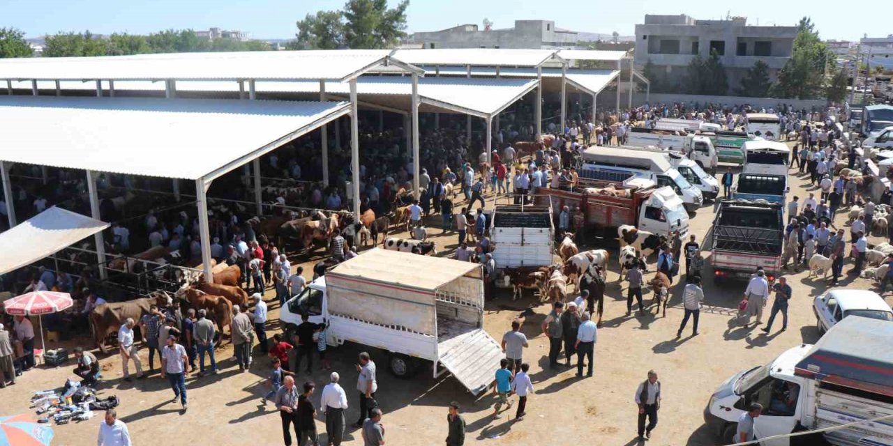 Yaylak hayvan pazarında bayram telaşı yaşanacak