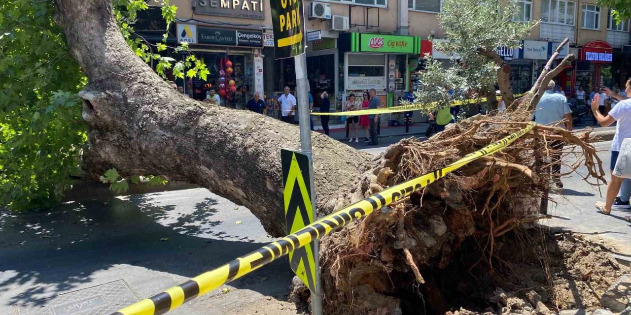 Üsküdar’da asırlık çınar ağacının caddeye devrilmesi kameraya yansıdı