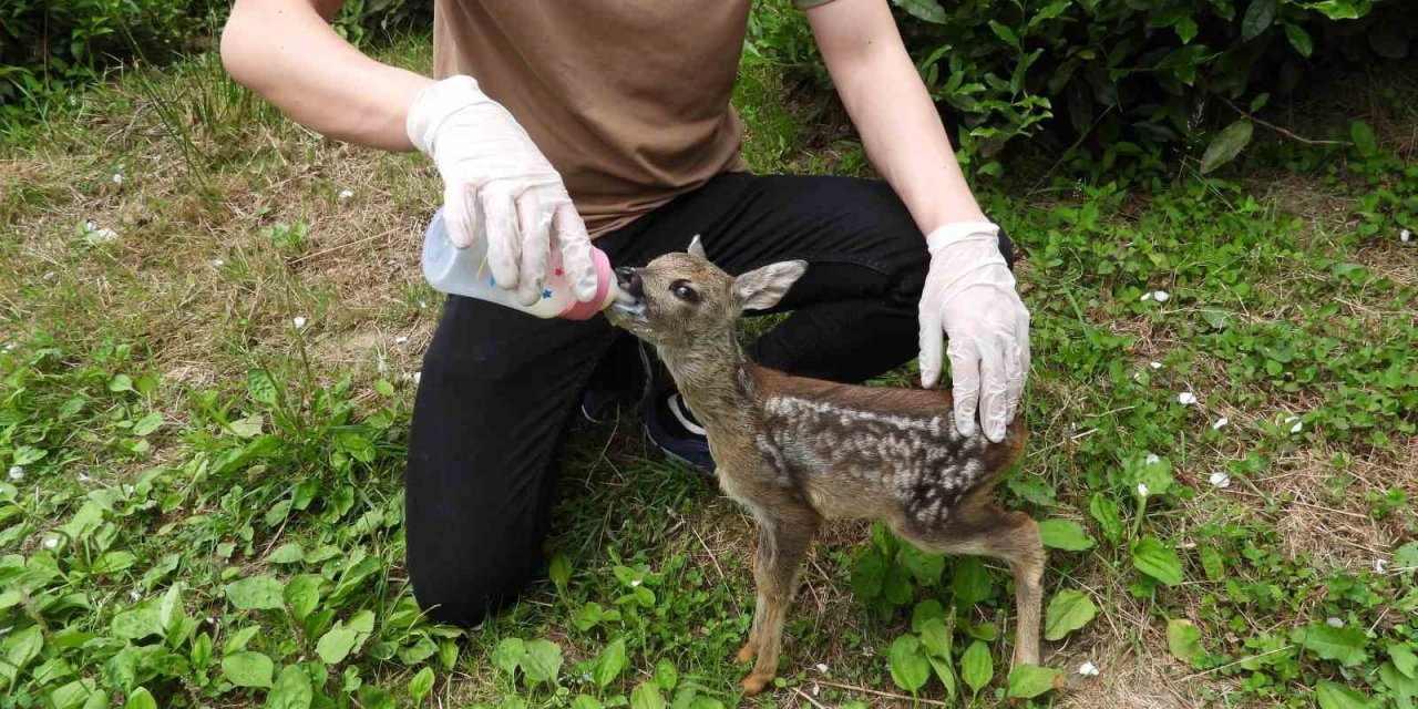 Kuyudan çıkarılan yavru karaca Zümrüt’ e özenle bakılıyor