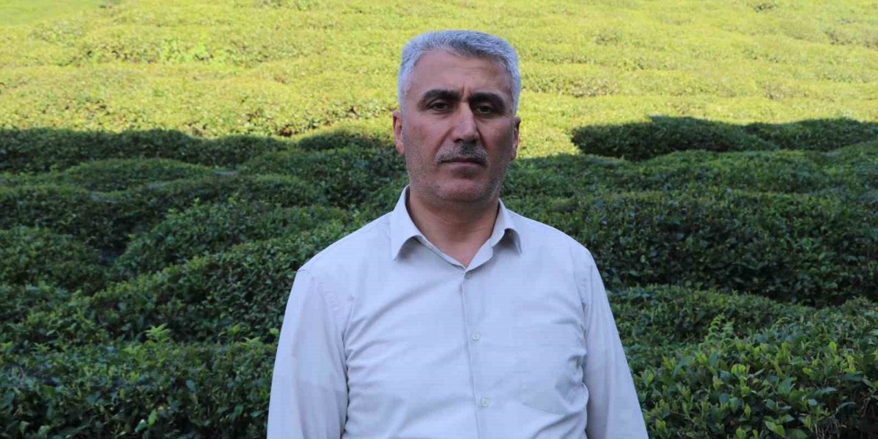 Birinci sürgünde çay üreticisinin tercihi özel sektör firmaları oldu