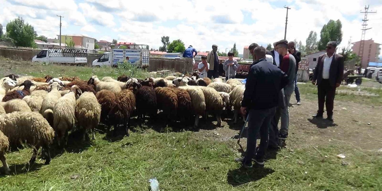 Kars’ta kurbanlık çok, alan yok
