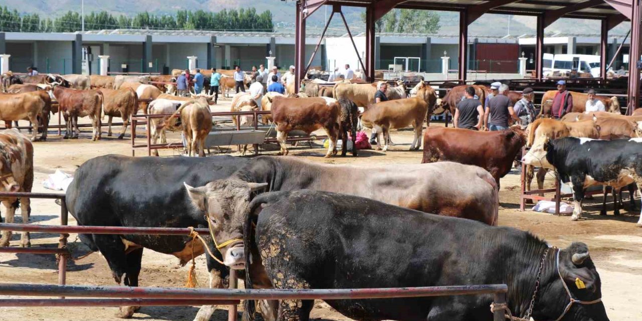 Erzincan’da kurban hareketliliği hız aldı