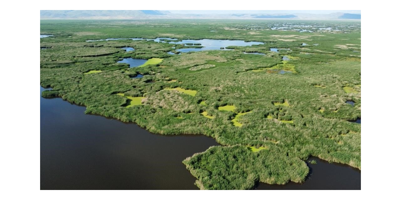 Ünlü profesörden manda kaymağı ile ilgili ilginç iddia