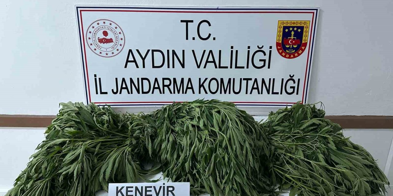 Aydın’da 90 kök kenevir ele geçirildi