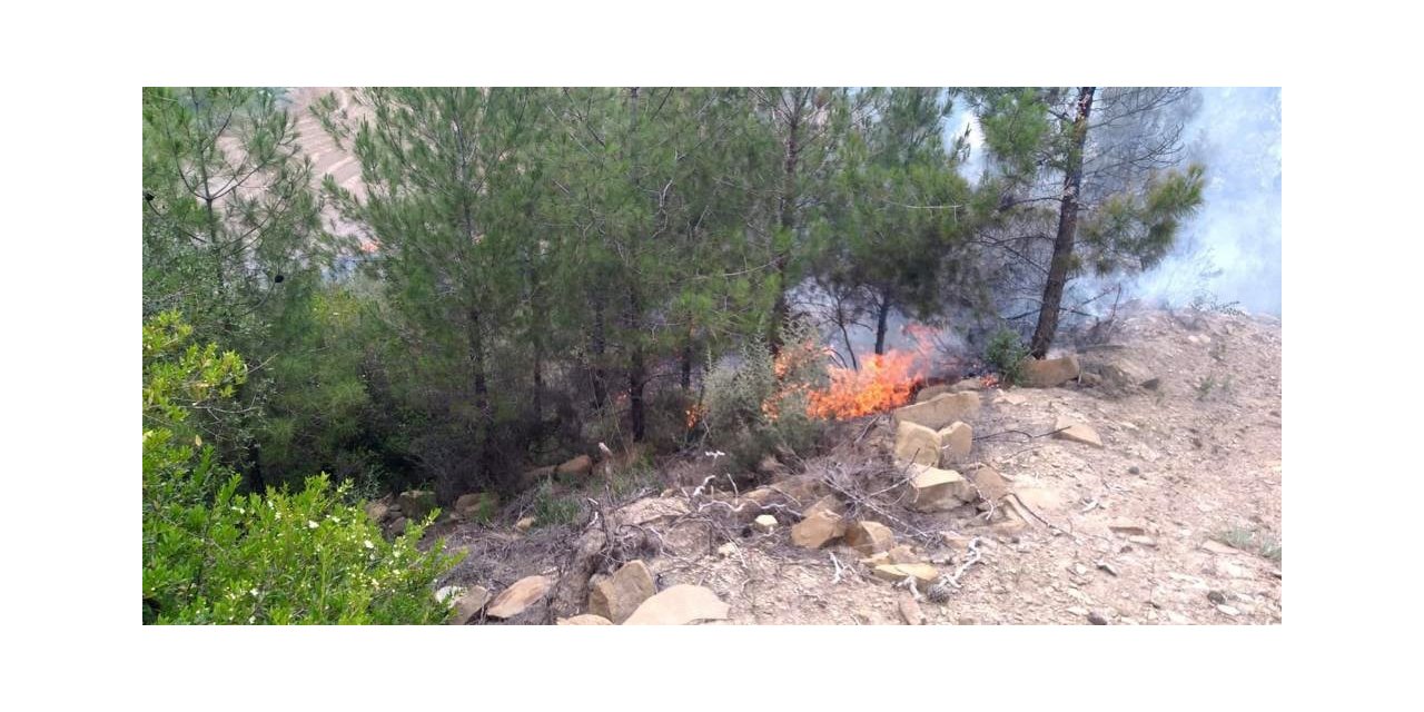 Anız yangını ormana sıçradı