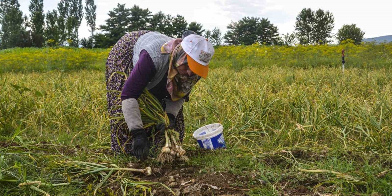 Sarımsak işçilerinin günlük yevmiyesi 300 lira olarak belirlendi