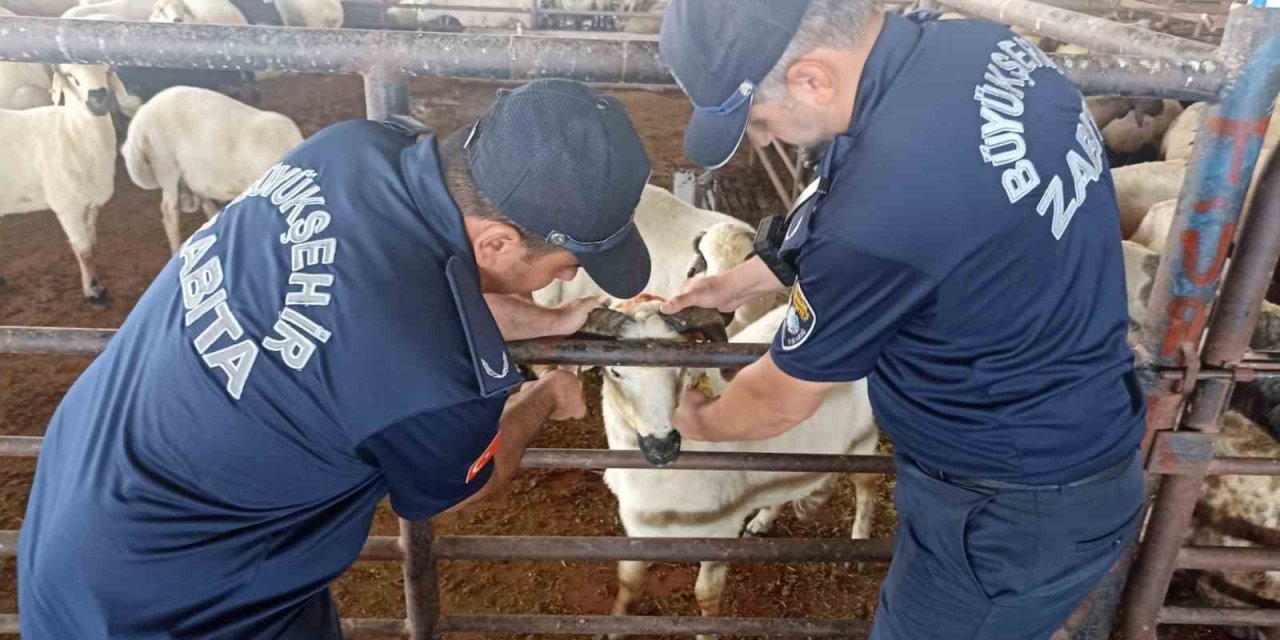 Zabıta ekipleri kurban bayramı öncesi denetimlere aralıksız devam ediyor