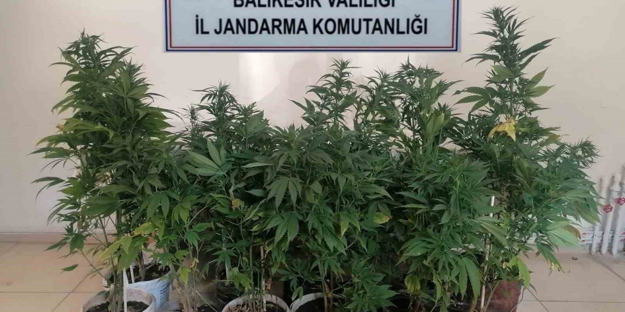 Bigadiç’te kenevir baskını