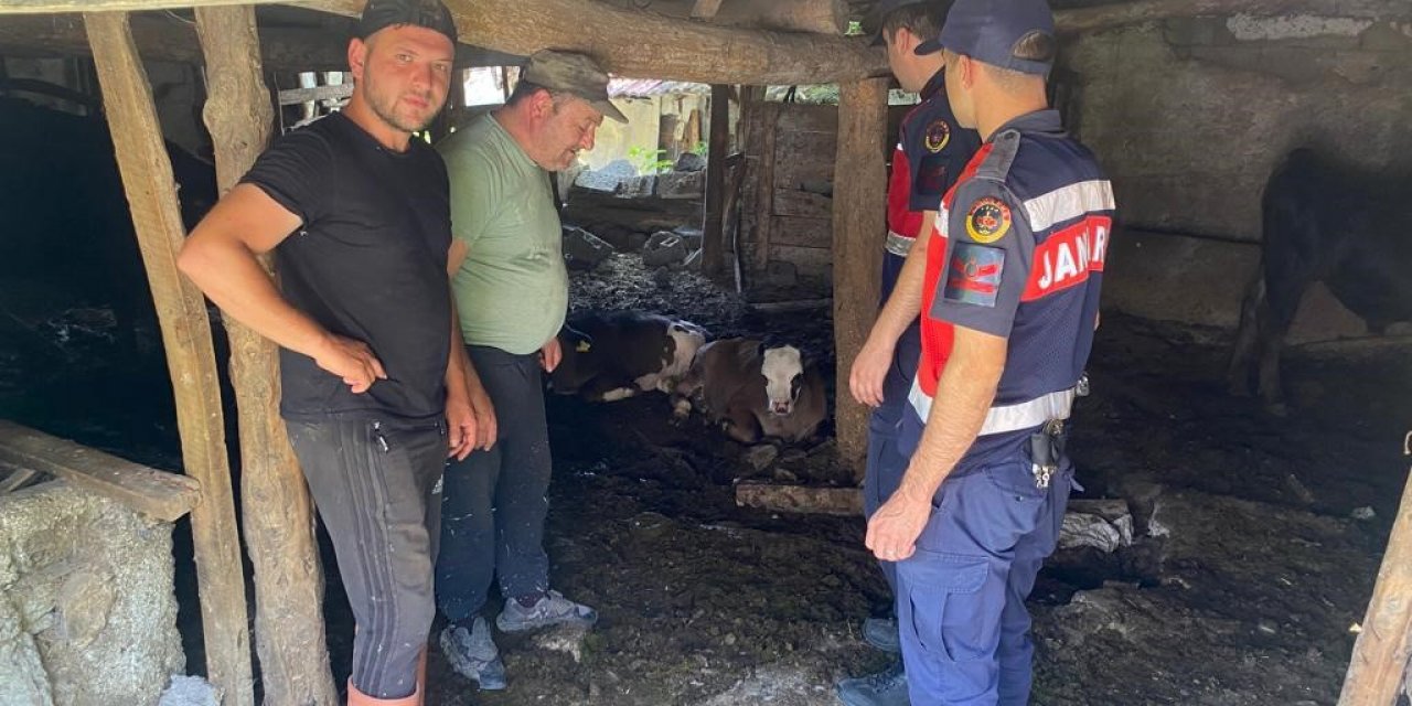 Kaybolan 4 buzağı jandarma dronla buldu