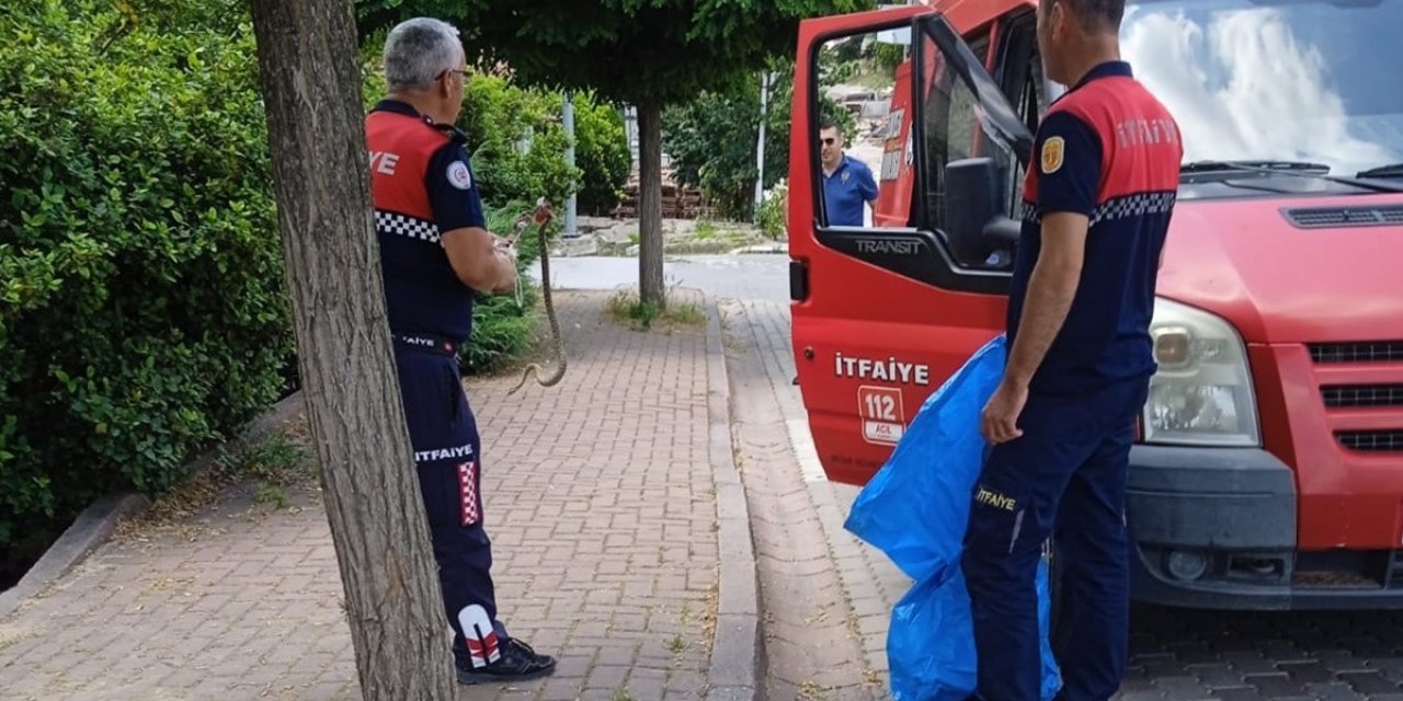Çan’da itfaiye ekipleri yol kenarında yakaladıkları yılanı doğal ortamına bıraktı