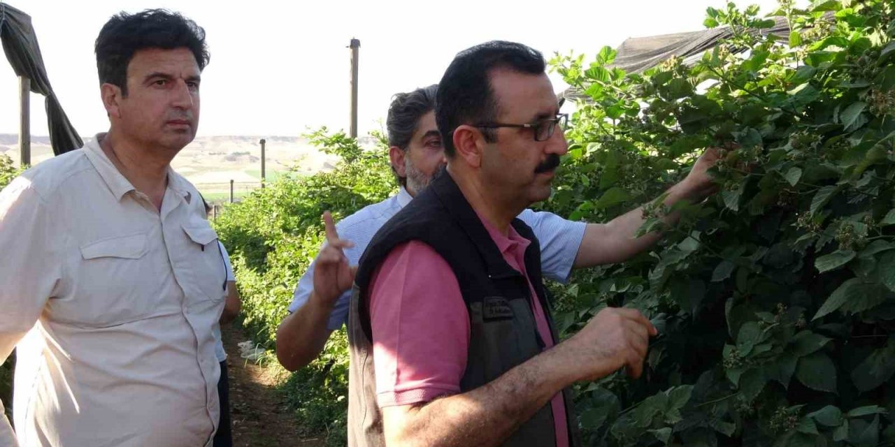 Siirt’ten 34 ülkeye böğürtlen ihraç ediliyor