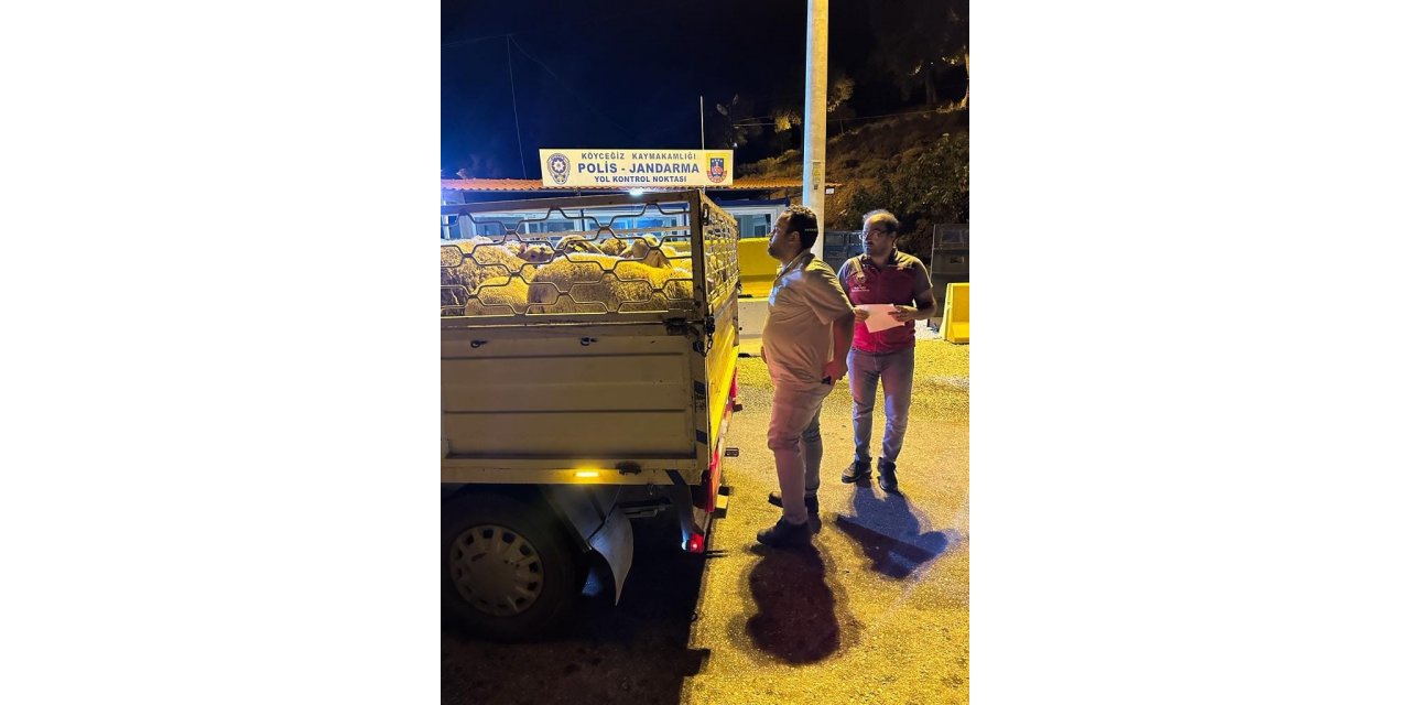 Köyceğiz’de hayvan sağlığı ile ilgili denetimler aralıksız sürüyor