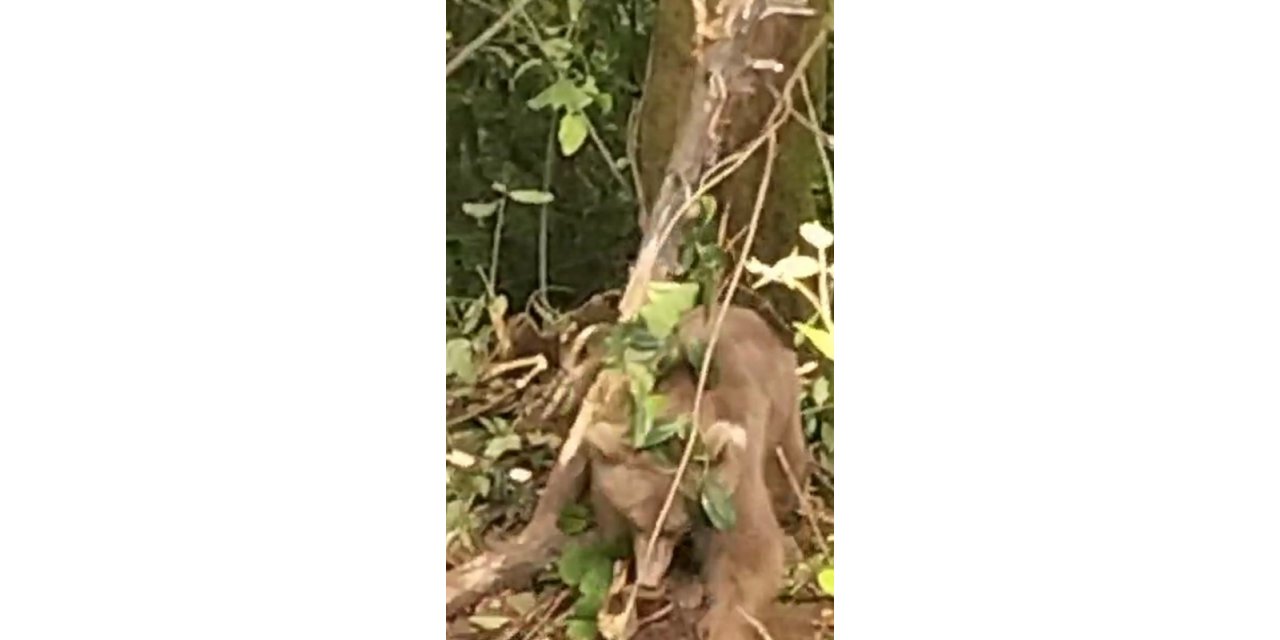 Kovanlara ulaşmak isteyen ayı çelik tellere dolandı