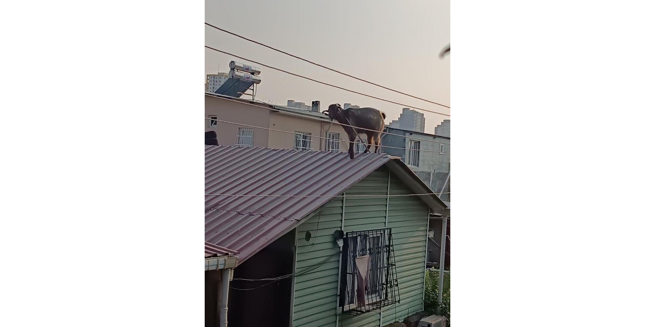 Adana’da kurbanlık keçi çatıya kaçtı