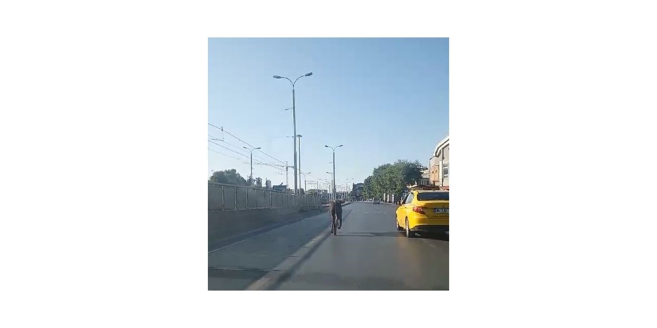 Güngören’de kaçan kurbanlık trafikte zor anlar yaşattı