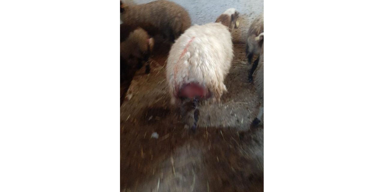 Kars’ta kurt dehşeti: Ağıldaki koyunlara kurt saldırdı, 30 koyun telef oldu