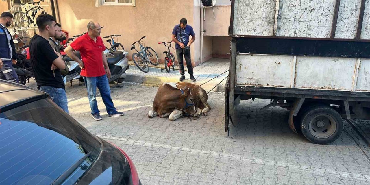 Sancaktepe’de kaçan kurbanlık yakalandı, 1 kişi yaralandı