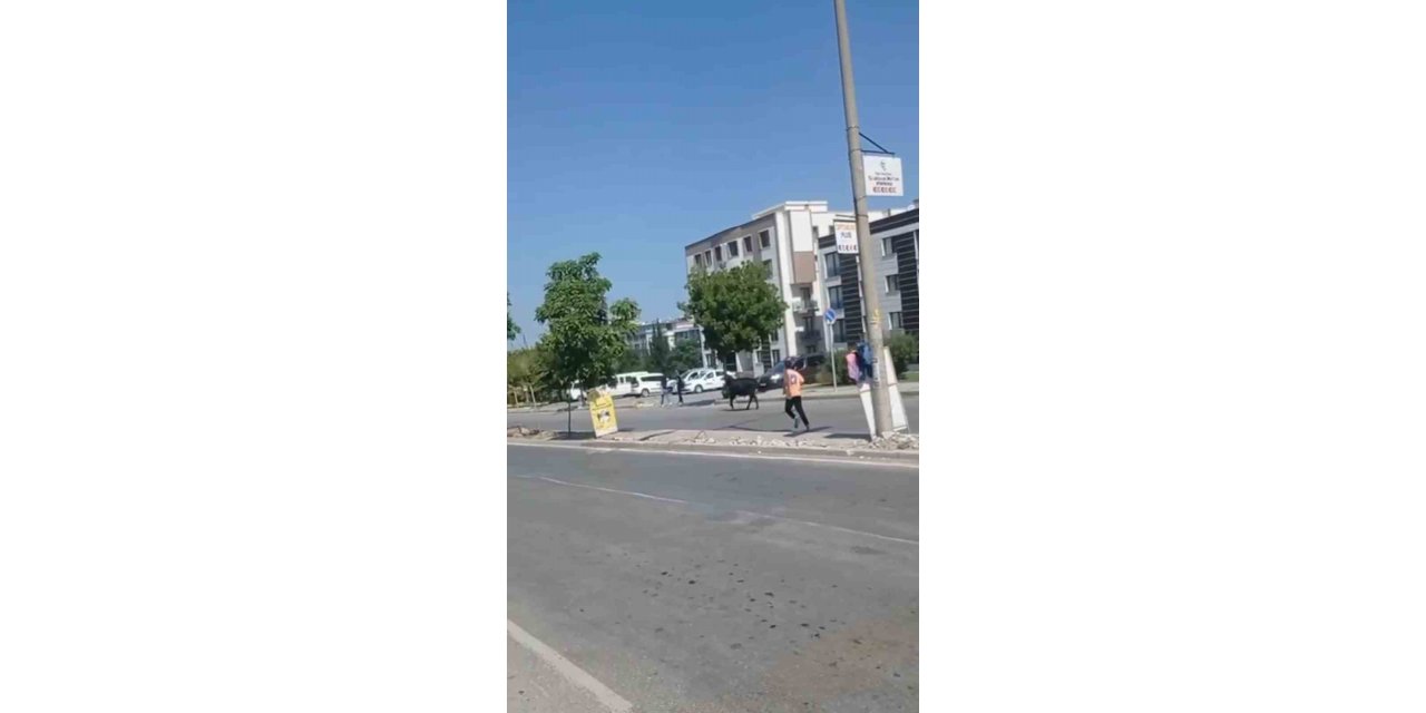 İzmir’de kurbanlık danalar kaçtı, sahipleri kovaladı