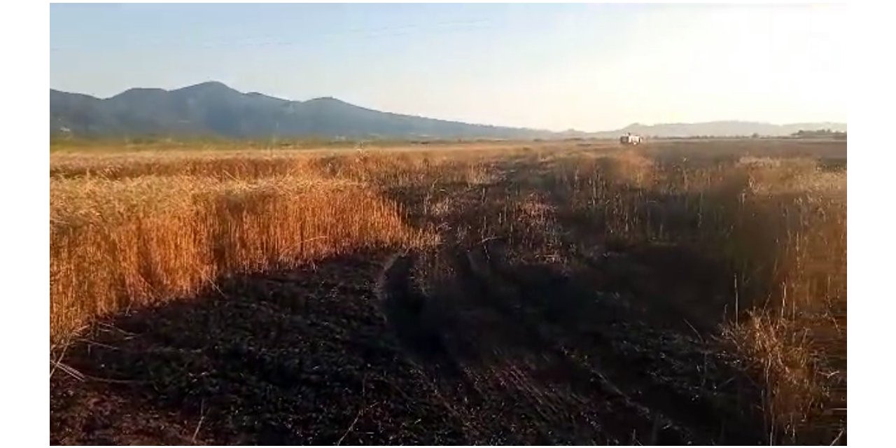Buğday tarlasında yangın: 15 dönüm küle döndü