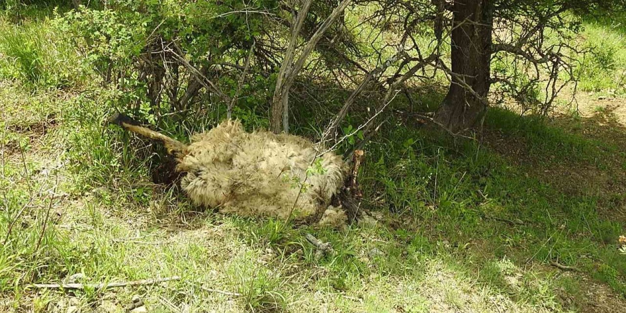 Yıldırımın isabet ettiği sürüde 27 koyun telef oldu