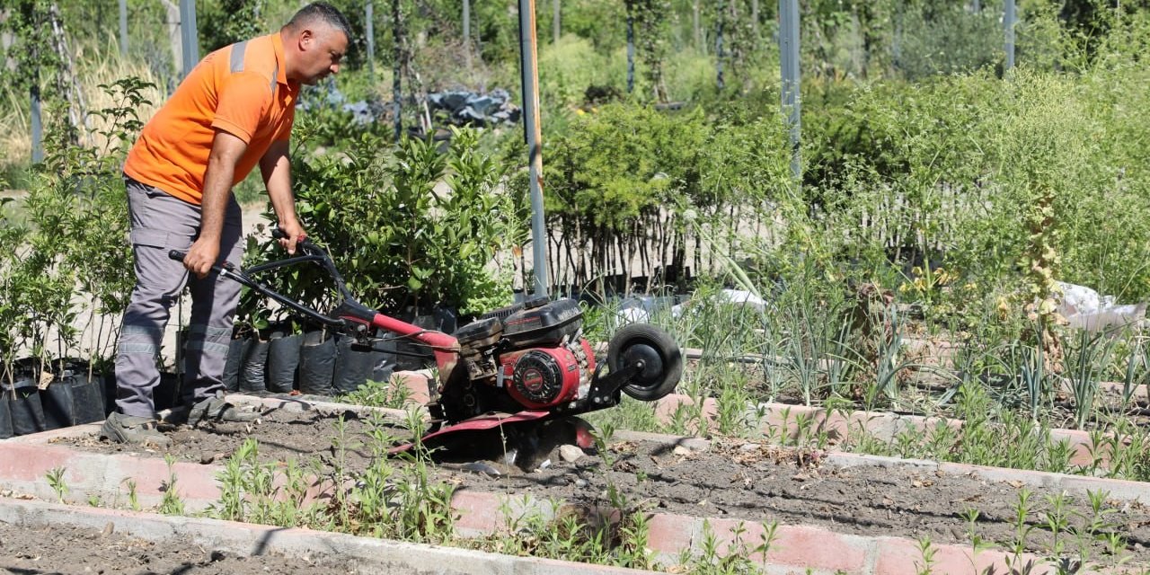 Edremit Belediyesi’nin ata tohumu projesi büyüyor