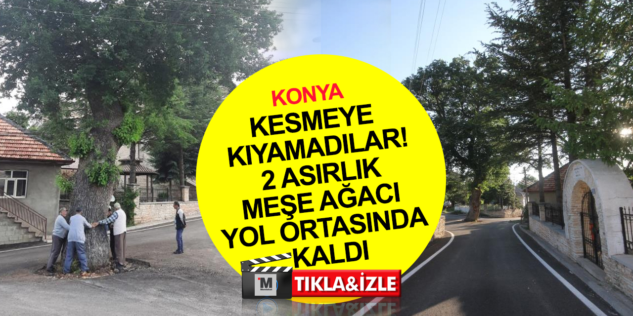 Konya'da yol ortasında kalan 2 asırlık meşe ağacının korunmaya alınması için çalışma başlatıldı