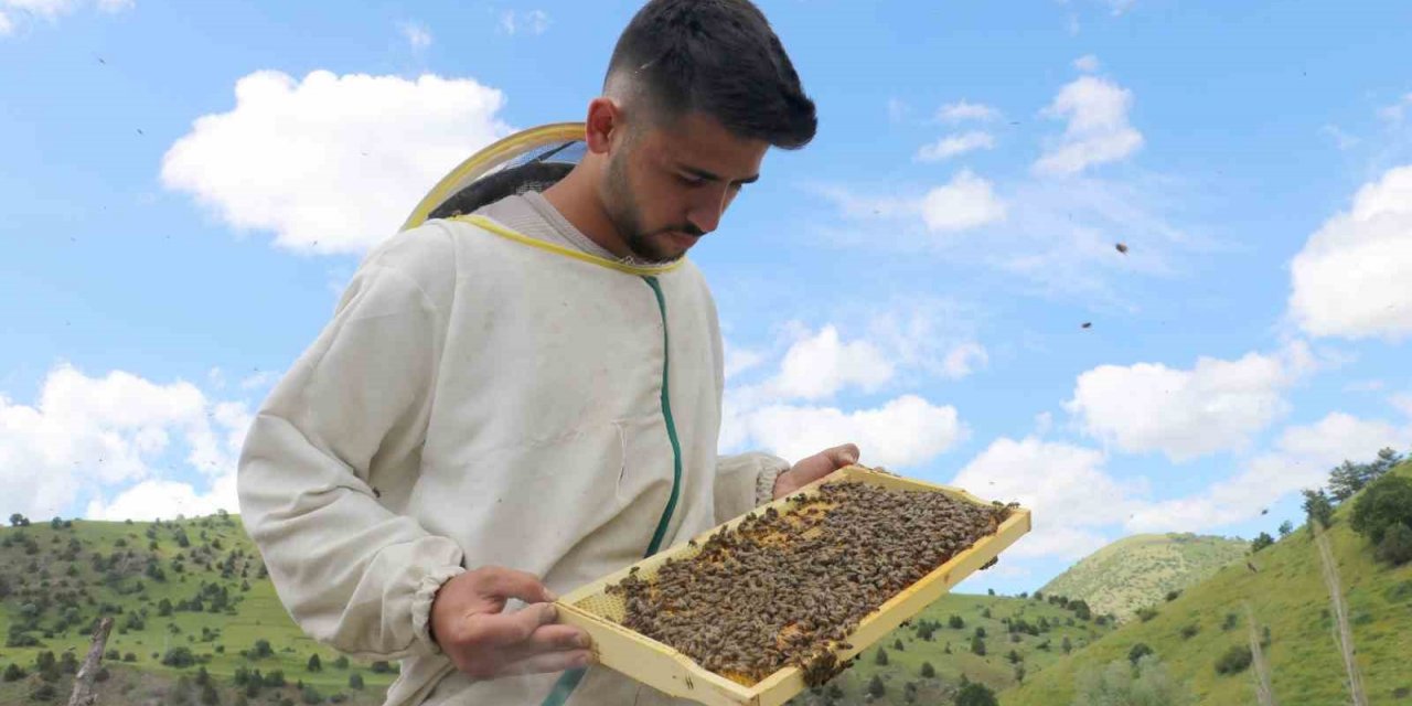 Tescilli Zara Balı’nda rekoltede düşüş bekleniyor