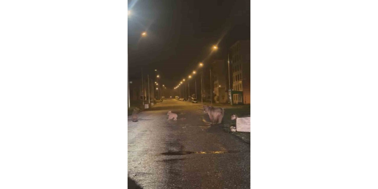 İlçe merkezine inen anne ayı ile 2 yavrusu kamerayla yakalandı