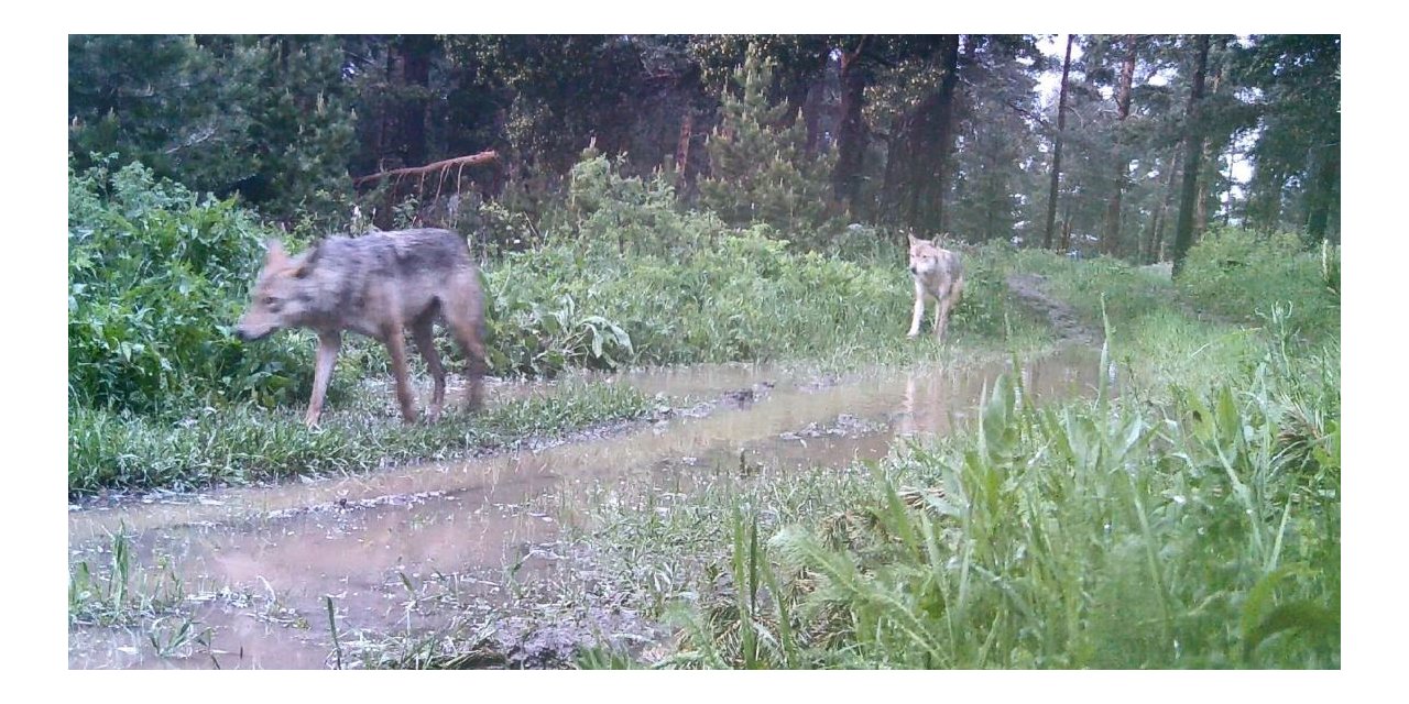 Artvin’de ormanda kurt sürüsü görüntülendi
