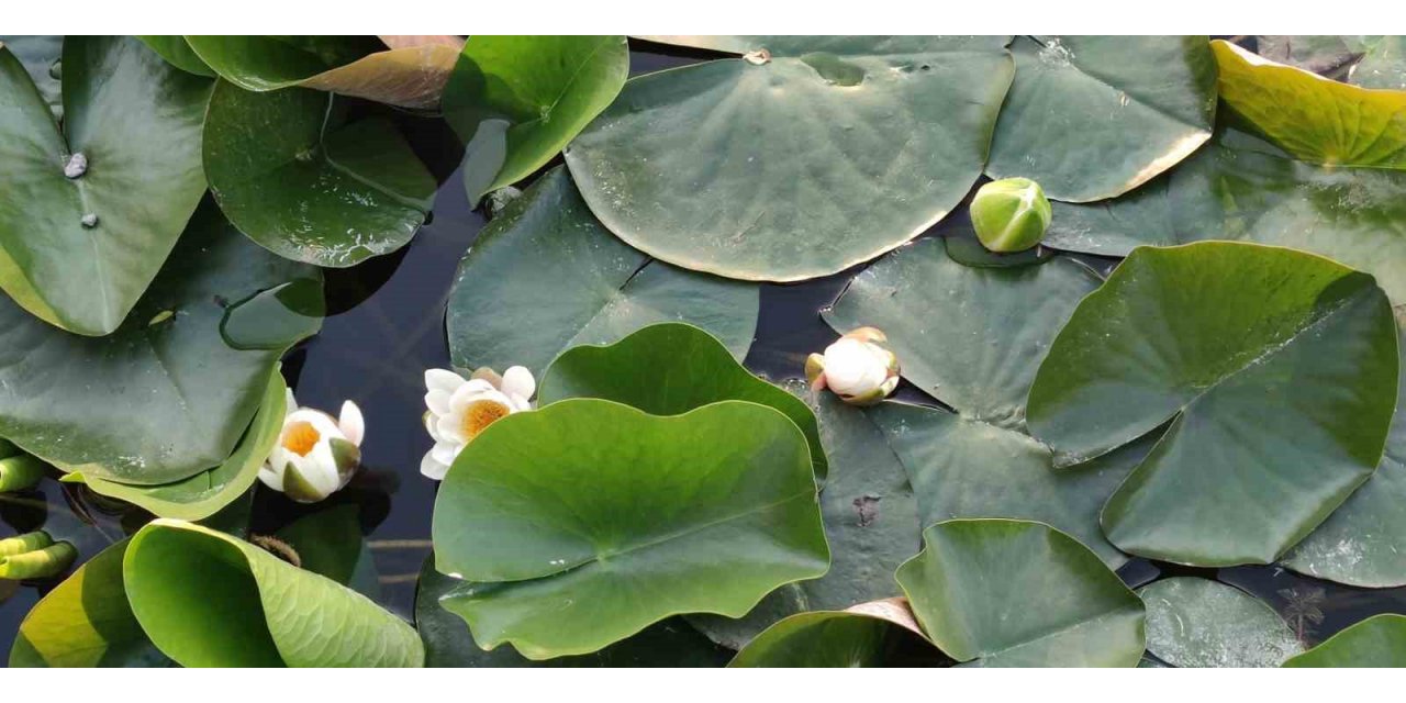 Nilüferler Süleymanlı Yayla Gölünün güzelliğine güzellik kattı