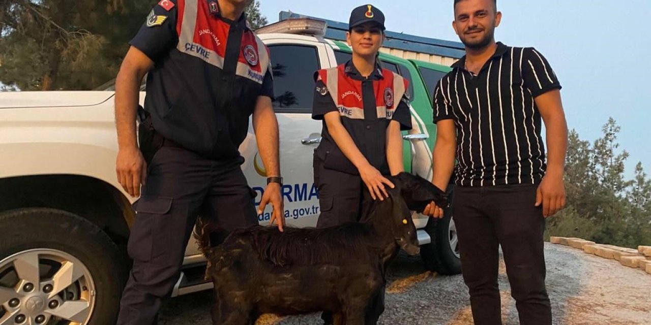 Kilis’te kaybolan keçiyi Jandarma buldu
