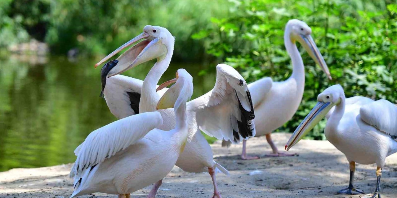 İzmir Doğal Yaşam Parkı’nın göçmen kuşları