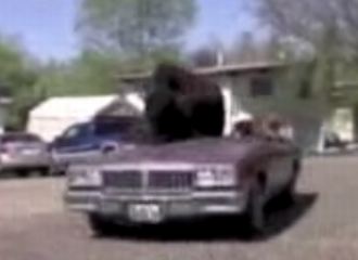 Bufalo şehir turuna çıkarsa! VİDEO