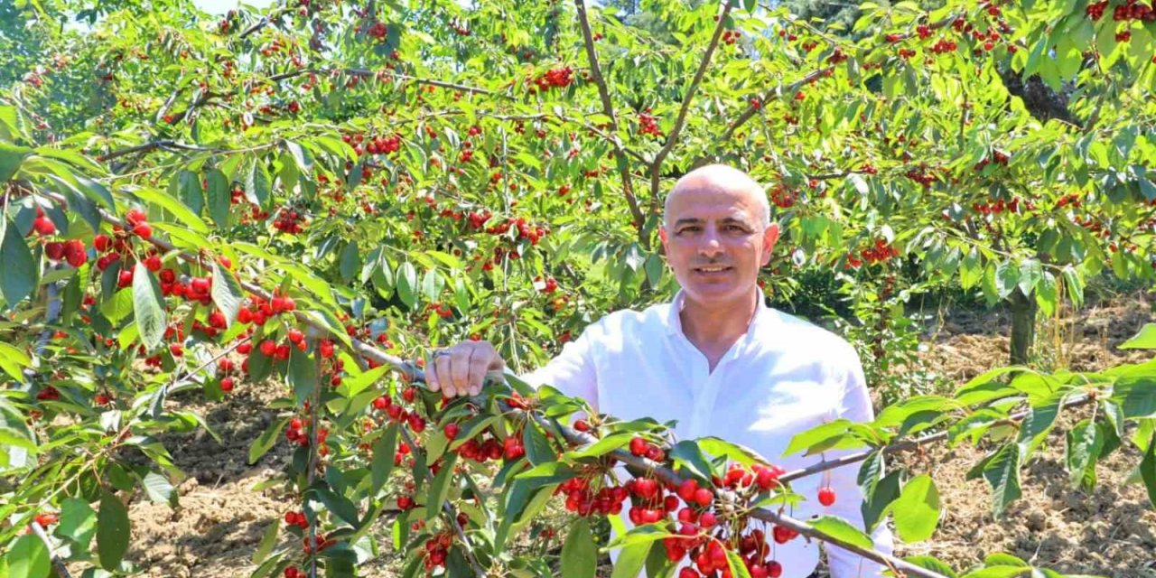 Başkan Söğüt: "Kiraz yetiştiricilerine desteğimiz sürecek"
