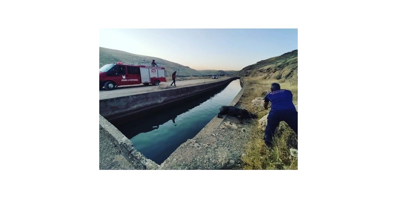 Nusaybin’de sulama kanalına düşen domuzu itfaiye ekipleri kurtardı
