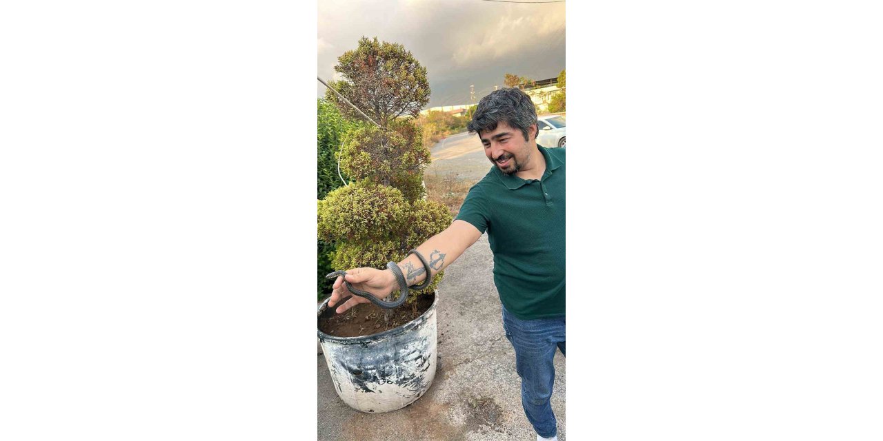 Elleriyle yakaladığı yılanı, ‘insanlardan uzak dur’ diyerek doğaya saldı