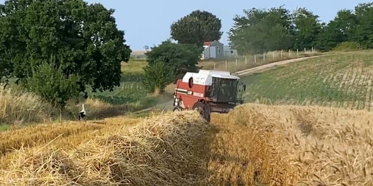 Çiftçi de leylekler de rızkının peşinde