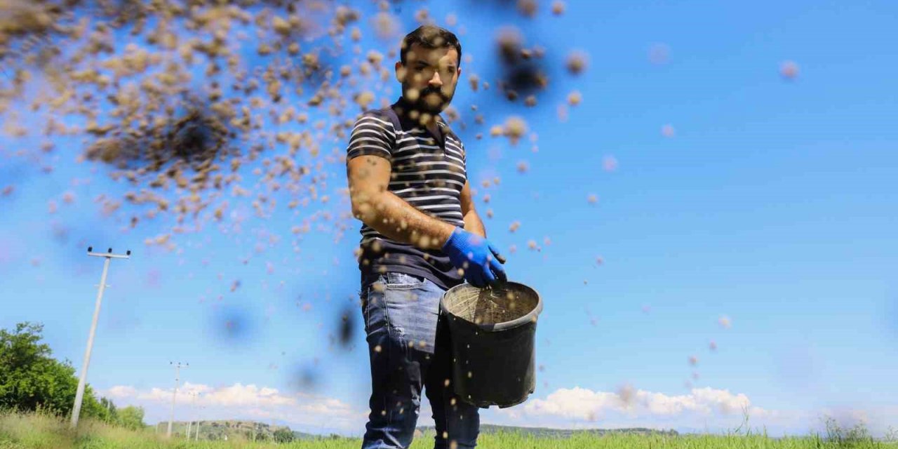 Aksu’daki meralarda iyileştirme çalışması