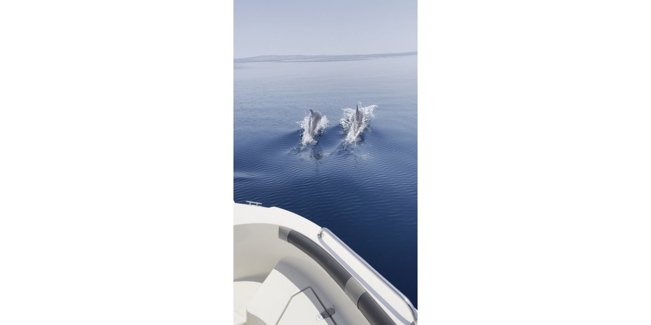Saros Körfezi’nde yunuslar balıkçı teknesiyle yarıştı