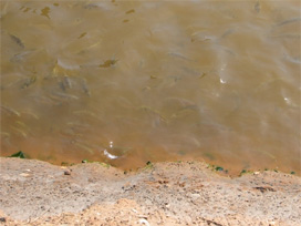 İsrail çölün ortasında balık yetiştiriyor