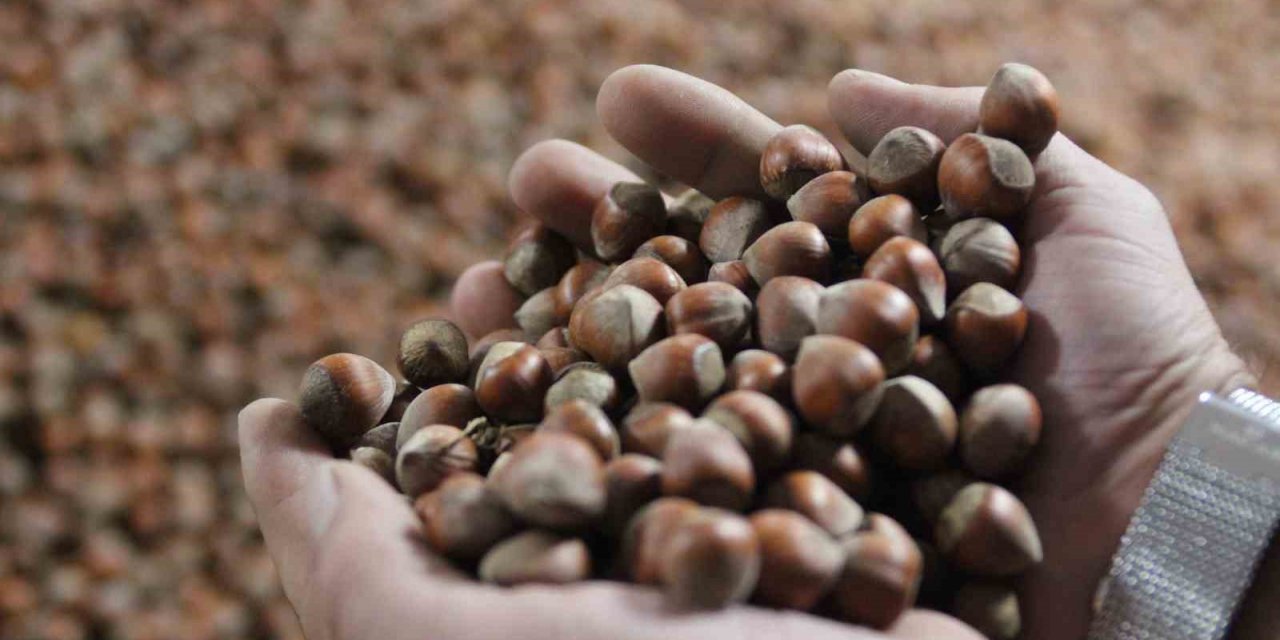 Kurban Bayramı sonrası fındık fiyatı yükselişe geçti