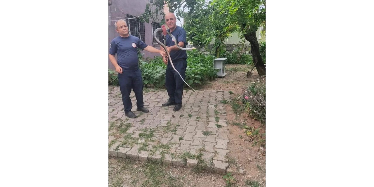 Çadıra giren yılanı itfaiye ekipleri yakaladı