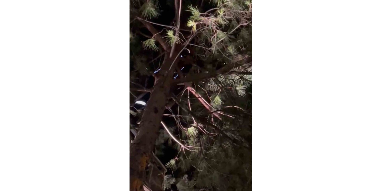 Ağaçta mahsur kalan kediyi itfaiye kurtardı