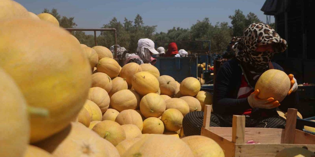 Enkaz kent Hatay’da yüz güldüren hasat: Kavun tarlada 11 TL’den alıcı buluyor