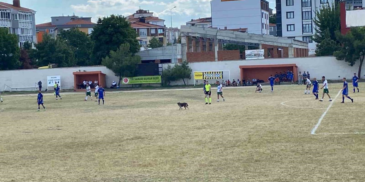 Sahaya giren köpek maçı durdurdu