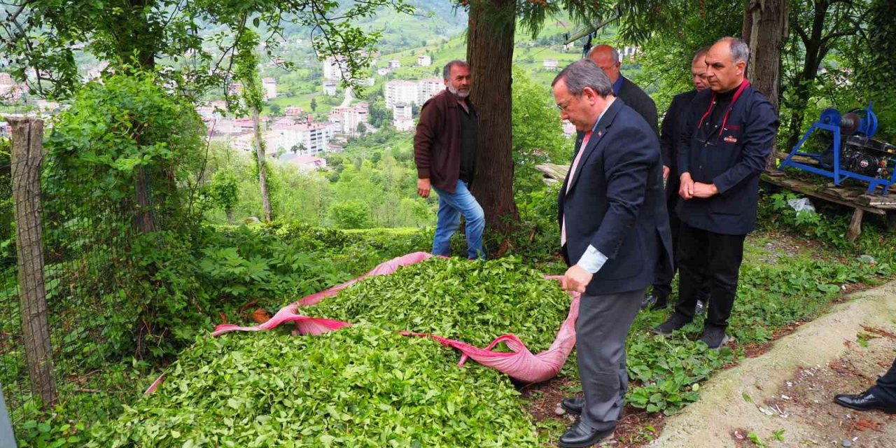 2. sürgün yaş çay alım kampanyası açıldı