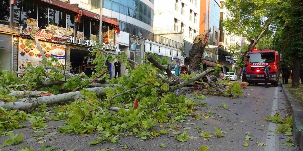 Bursa’da kökleri çürüyen asırlık çınar ağacı devrildi